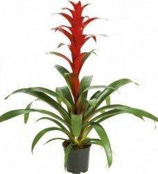 Guzmania